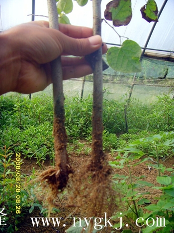 荣威植物克隆，粗枝直接育成大苗